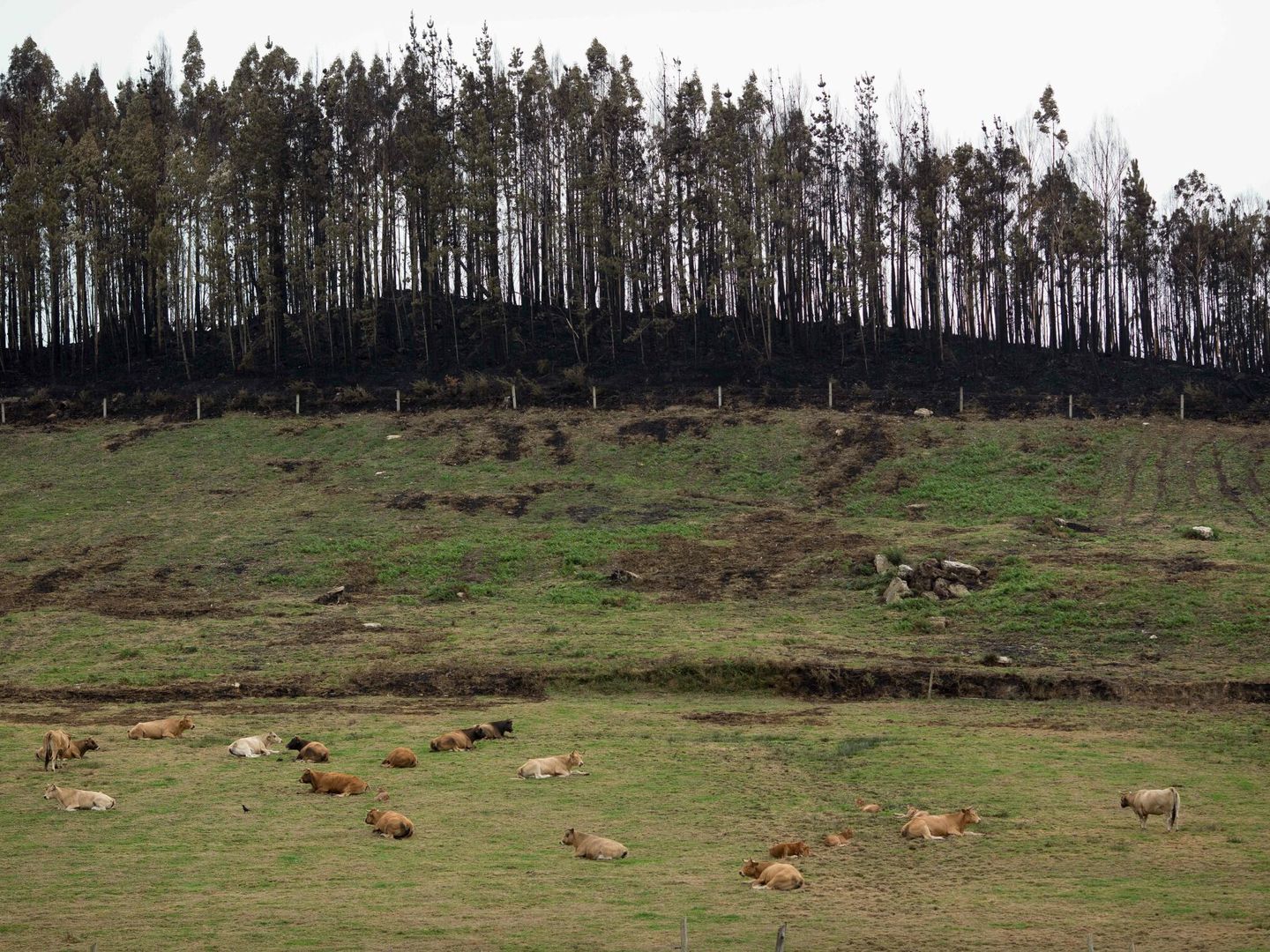 Les prairies contribuent à ralentir la propagation des incendies. (EP/C.Castro)