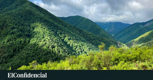 L'Espagne n'a pas besoin de plus de forêt mais de plus de nature (ce qui n'est pas pareil)