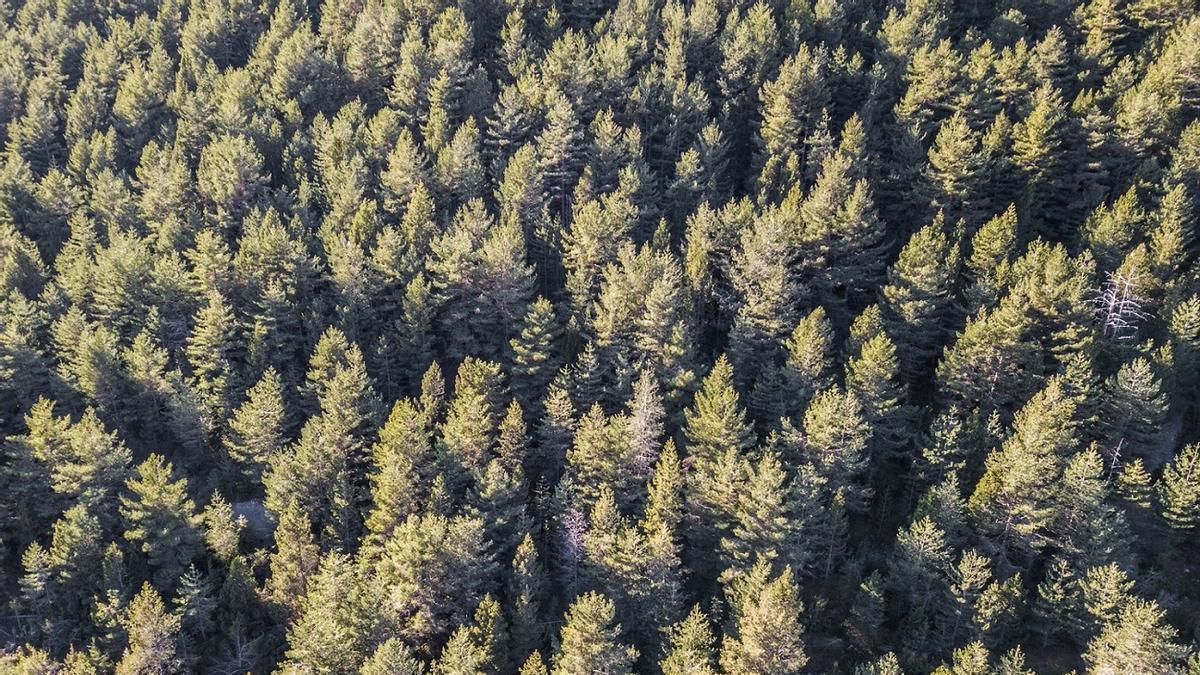 Los árboles de los bosques europeos mueren cada vez más prematuramente