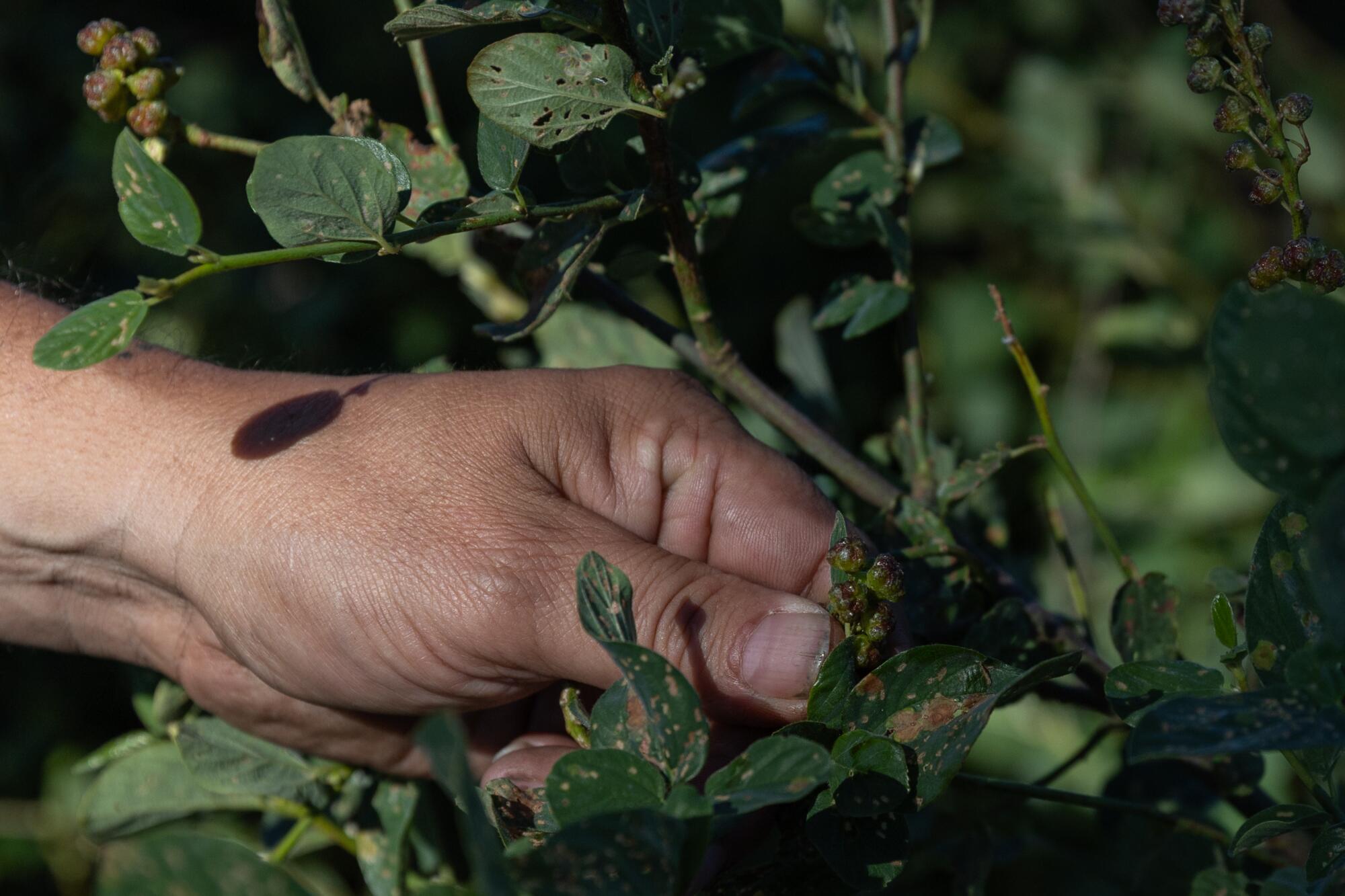 Gros plan d'une main gauche dans une prise en pince près d'une plante