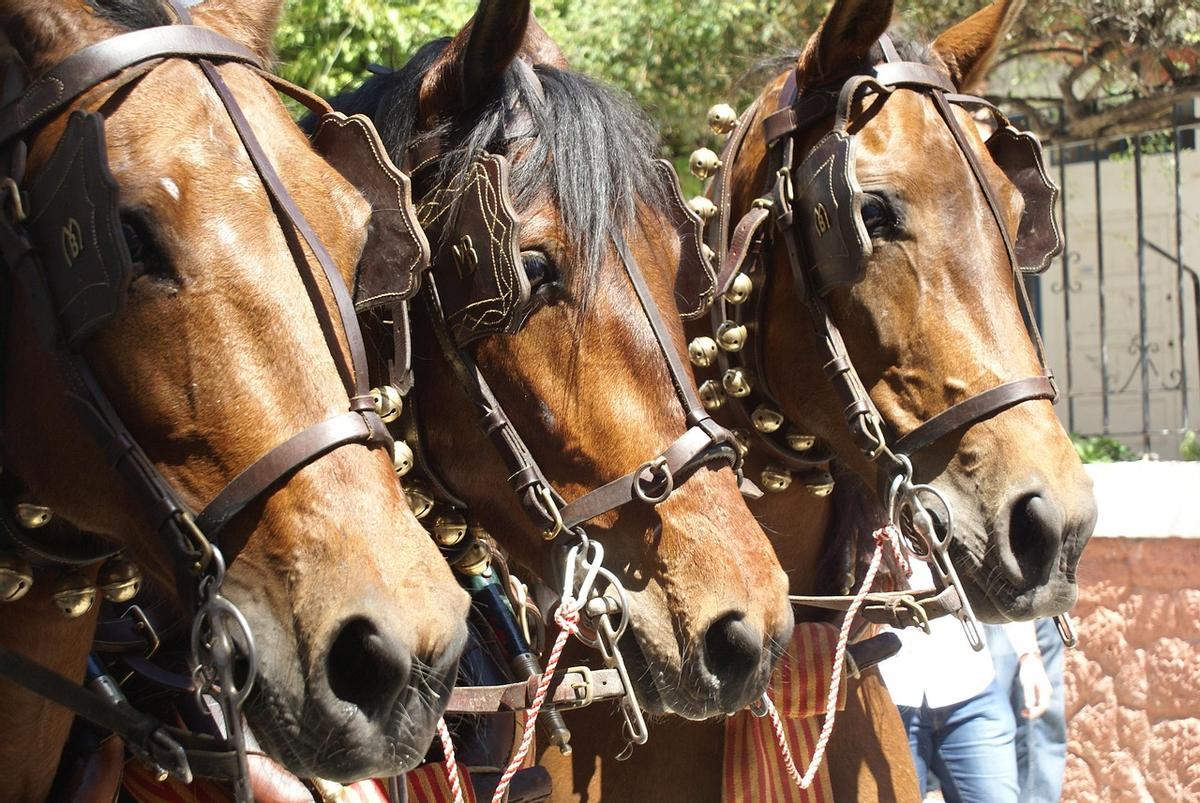 Les caballos se asustan également par les ruidos intensos
