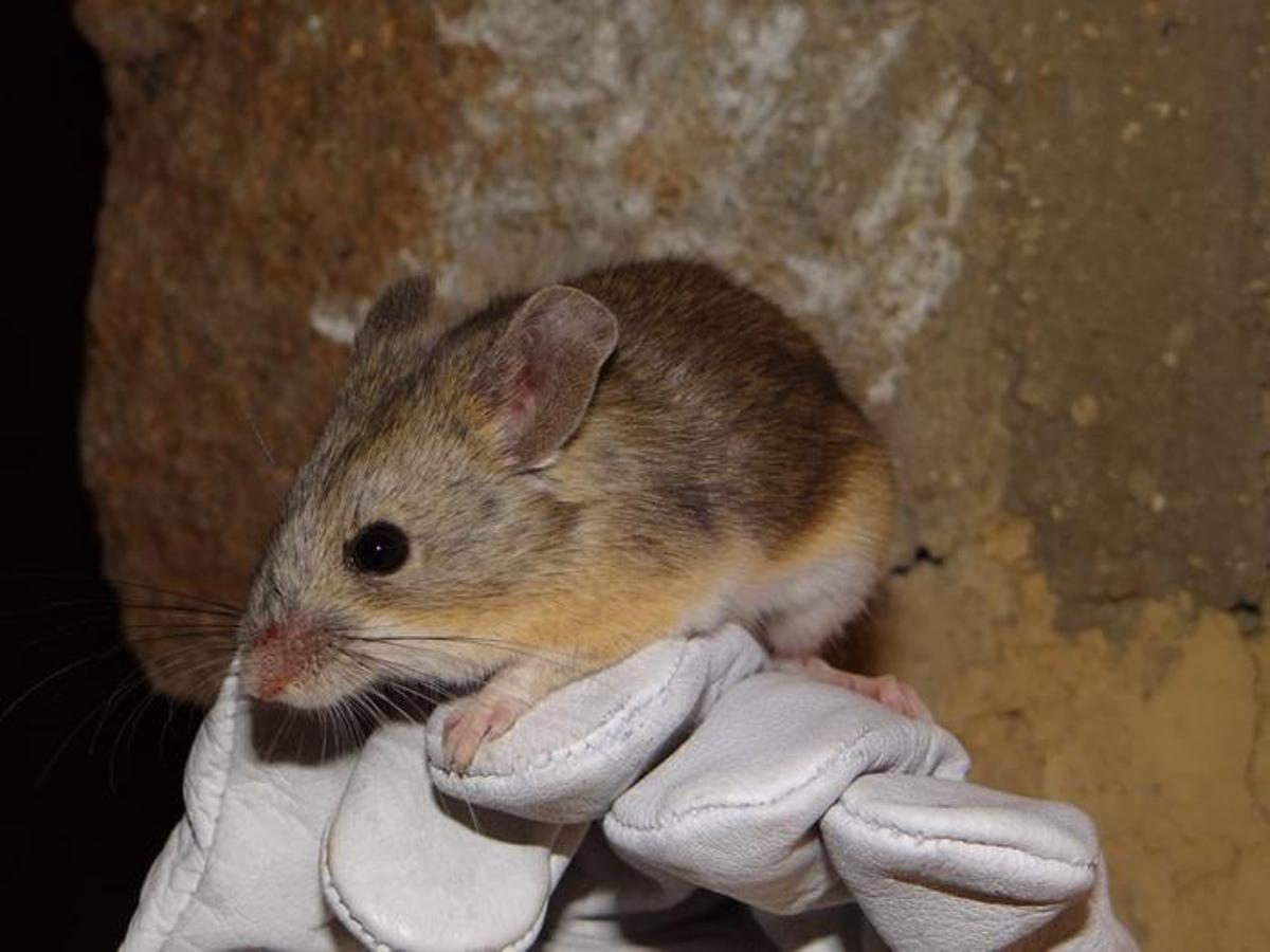 Image du raton