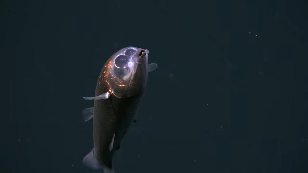 La peau des yeux du baril