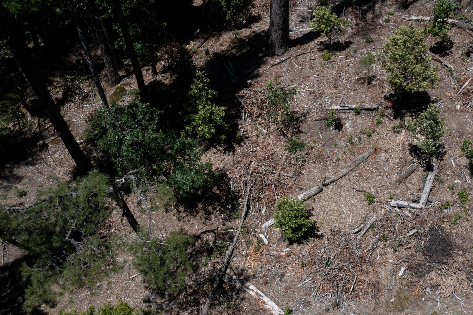 Vue aérienne de la forêt nationale de Plumas