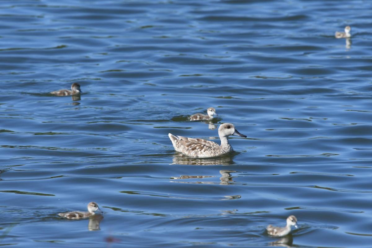 Un adulte et cinq pollués de pardilla cerceta.