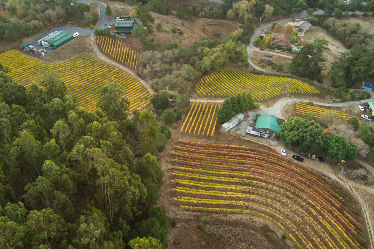 Vue aérienne des vignobles qui parsèment les coteaux de Watsonville.