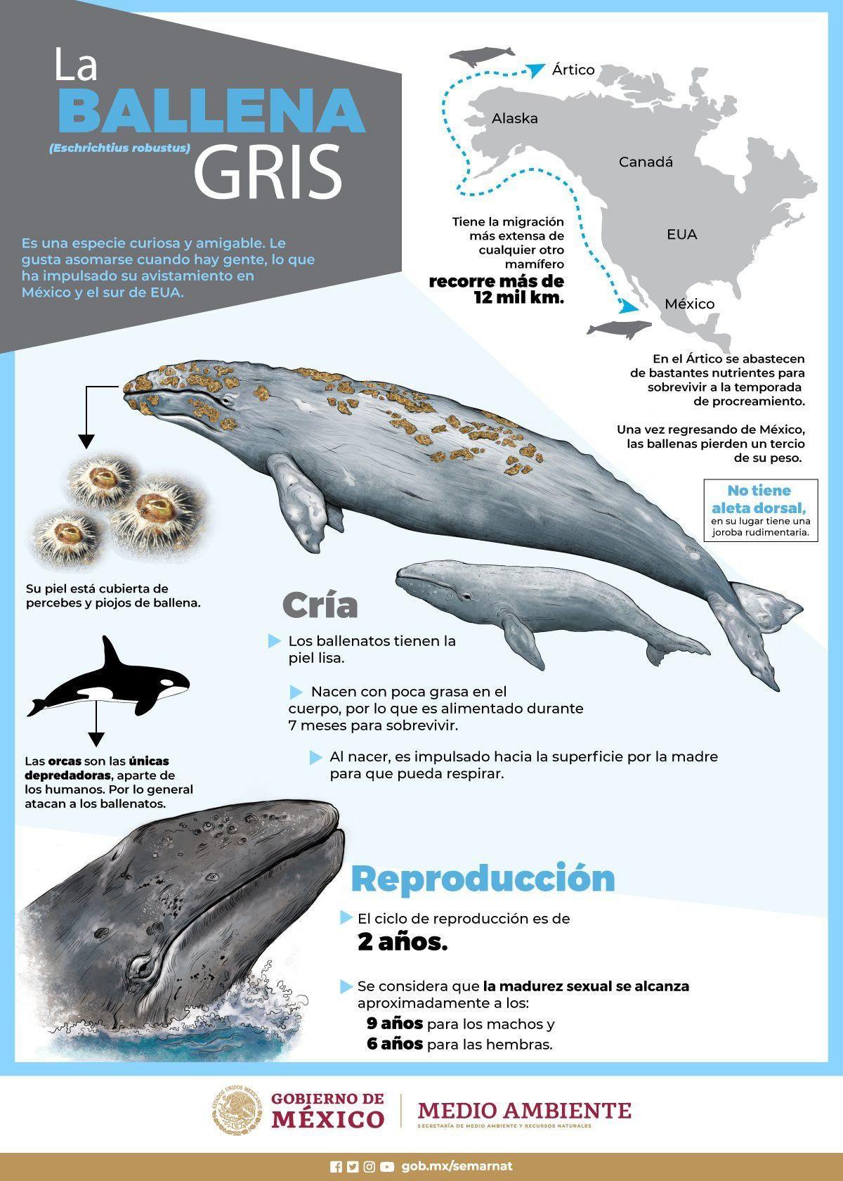 Caractéristiques de la ballena grise