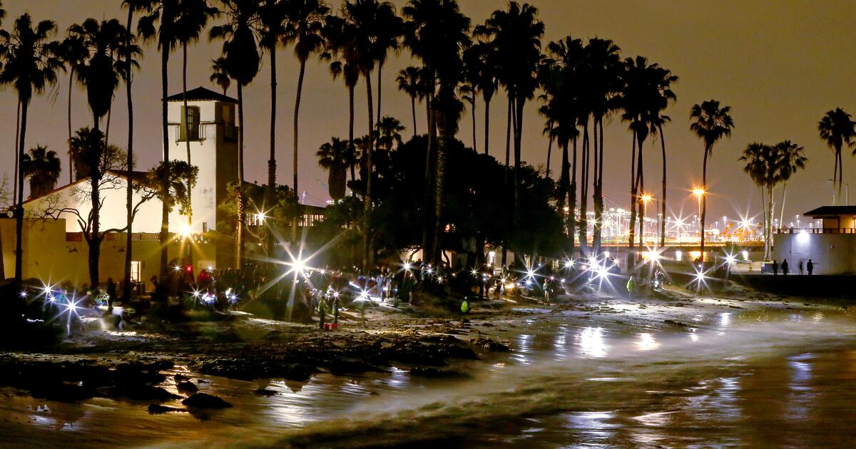 C'est l'heure de la sortie nocturne à la plage - les grunions courent