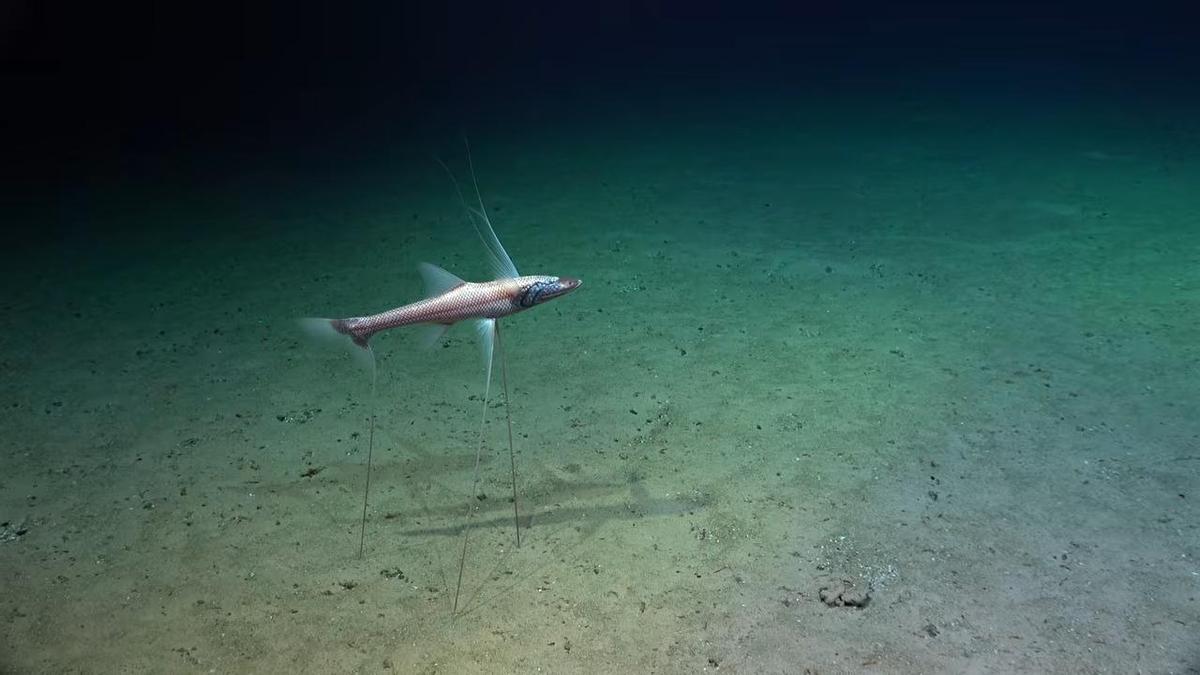 Un des objets curieux observés, qui se trouvent dans le suelo avec une espèce de patas