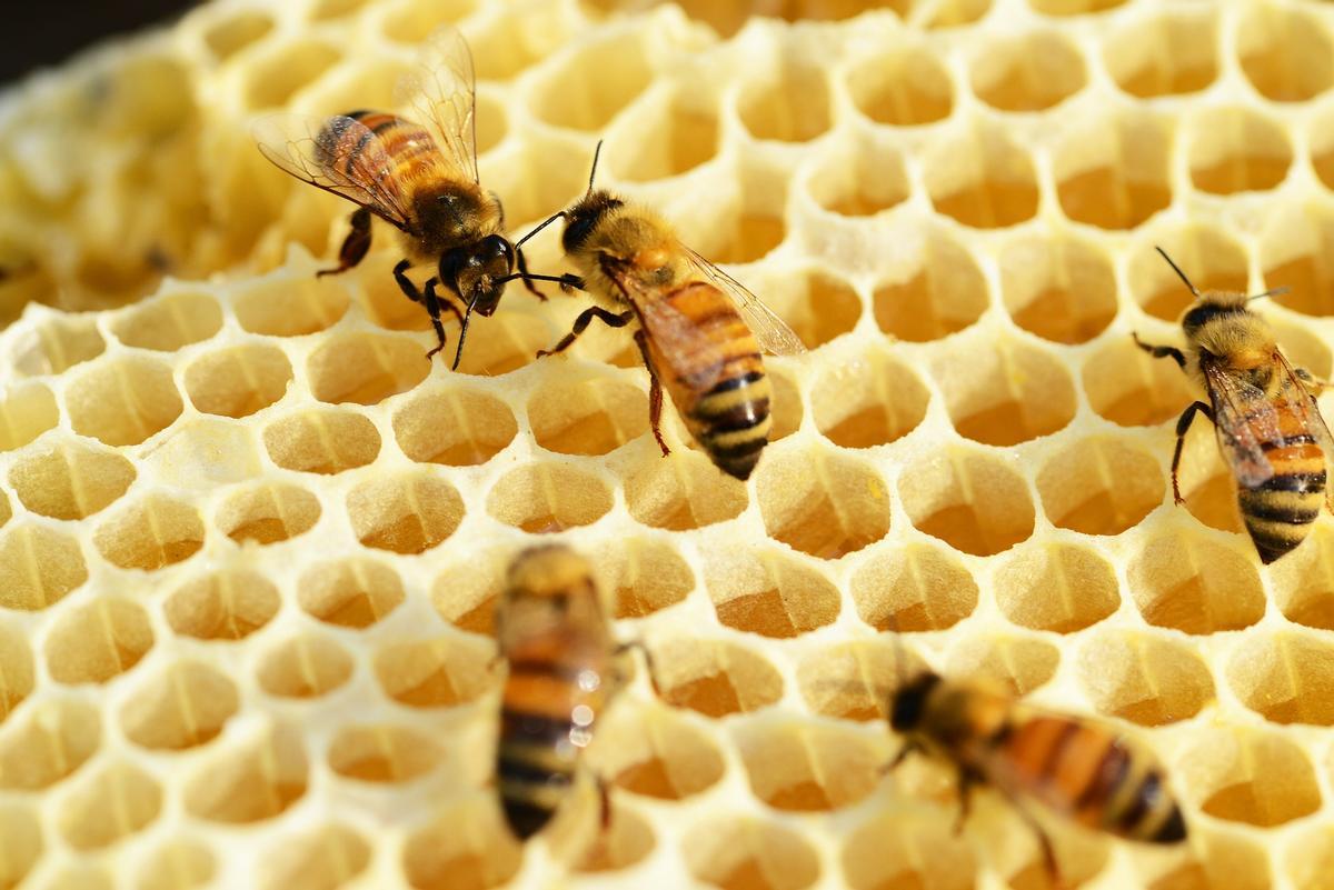 Las abejas son necesarias para la polinización