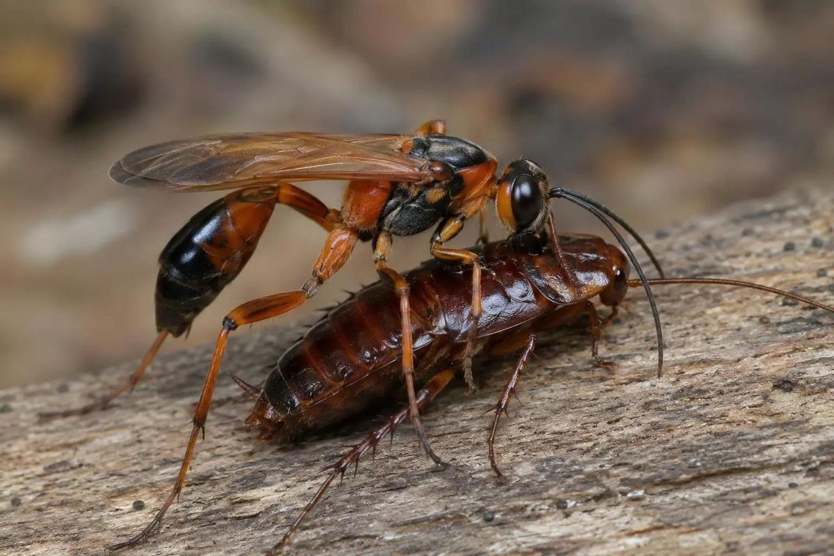 Las cucarachas atacadas por esta avispa quedan sin voluntad