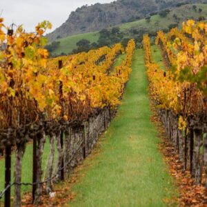 Ce que signifient des températures et des incendies records pour l'industrie vinicole californienne
