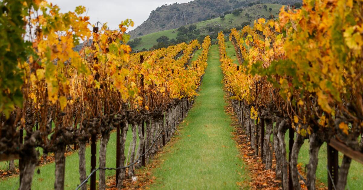 Ce que signifient des températures et des incendies records pour l'industrie vinicole californienne