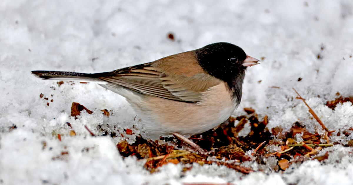 Certains oiseaux résistent à la chute globale du nombre