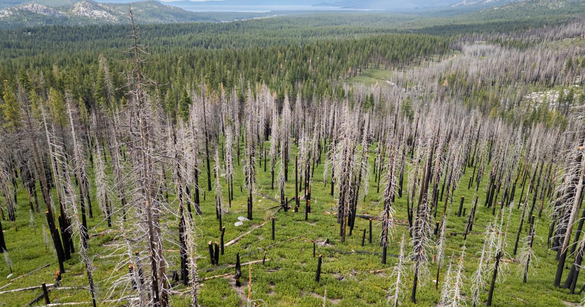 Faut-il vaporiser du glyphosate sur les cicatrices de brûlures ? Les Californiens font face à une sombre réalité