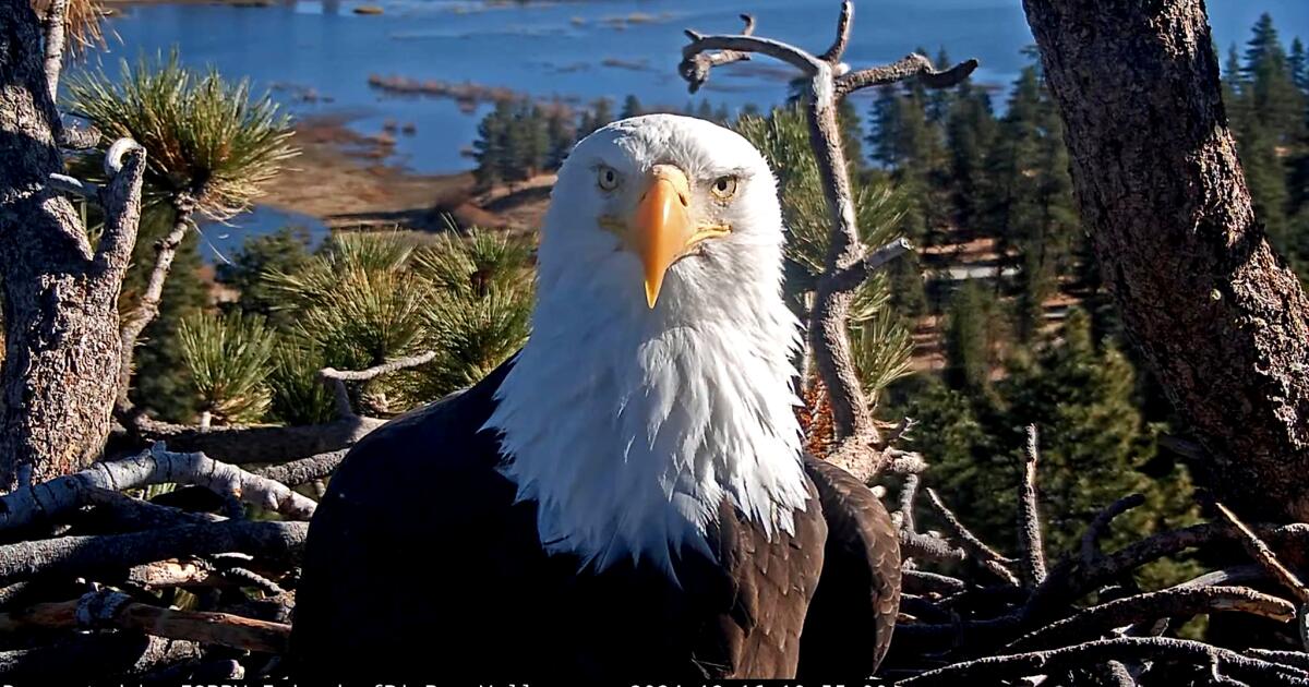Jackie, Big Bear's beloved bald eagle, moved out of intensive care but still 'very sick'