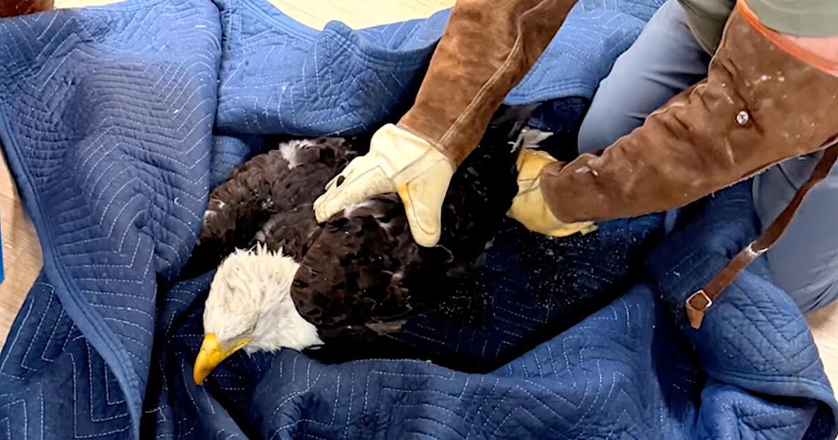 L'aigle sauvée Jackie est dans un état critique alors qu'elle lutte contre l'anémie et l'inflammation