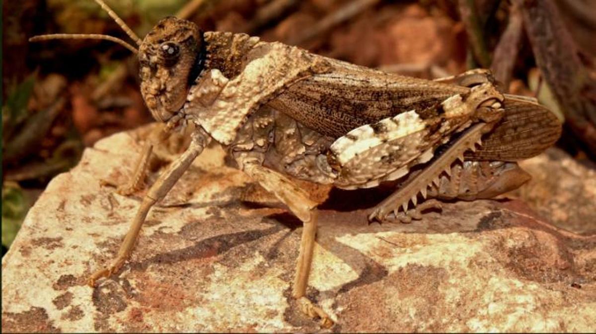 Un exemple de 'Prionotropis flexuosa'.