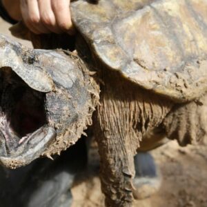 Les États-Unis annulent la protection des animaux en péril alors que les critiques mettent en garde contre leur extinction
