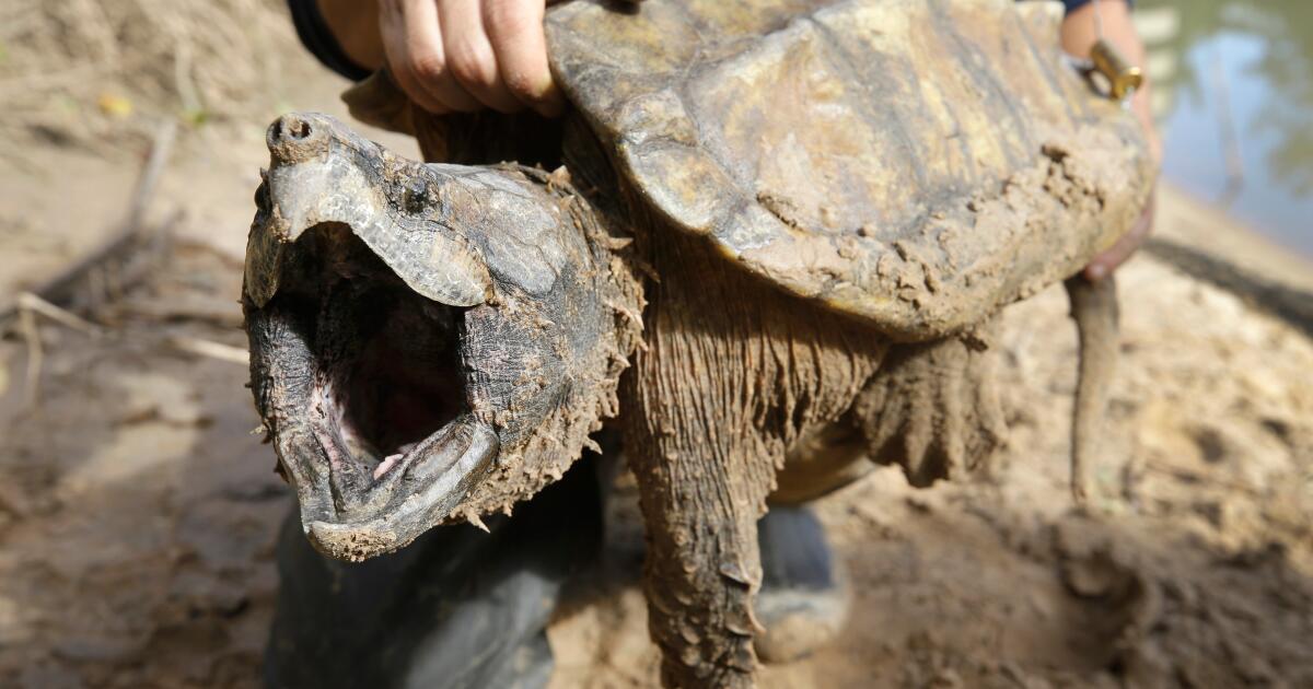Les États-Unis annulent la protection des animaux en péril alors que les critiques mettent en garde contre leur extinction