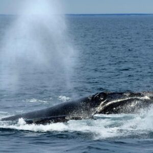 Les baleines noires, en voie de disparition, pourraient attendre près d'une décennie avant de nouvelles protections américaines