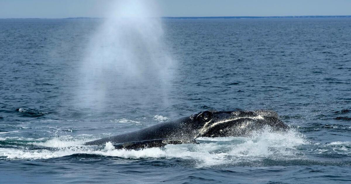 Les baleines noires, en voie de disparition, pourraient attendre près d'une décennie avant de nouvelles protections américaines