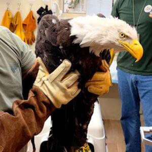 Toujours dans un état critique, Jackie, l'aigle de Big Bear, reçoit une transfusion sanguine qui lui sauve la vie