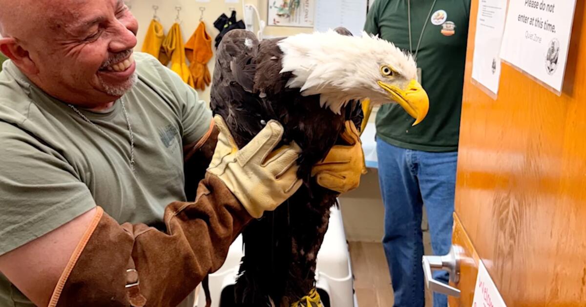 Un aigle retrouvé faible et échevelé, sauvé – probablement Jackie de Big Bear – et recevant des soins à Ojai