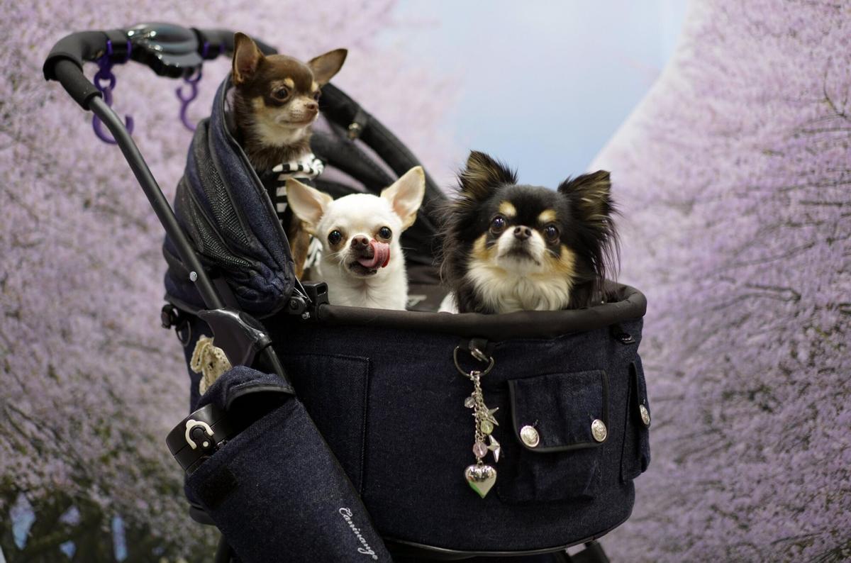 Chihuahuas envoyés dans un chariot.