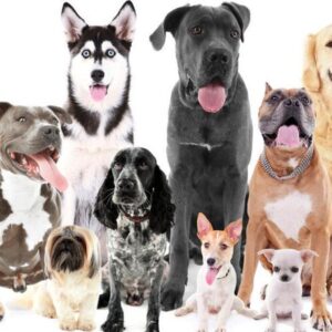 Du bouledogue français au chihuahua : les races de chiens les plus robadas en Europe