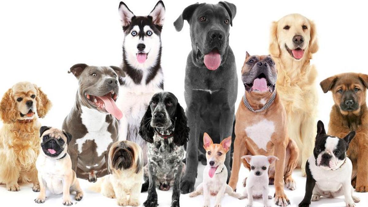 Un grupo de varias razas de perros sentados.