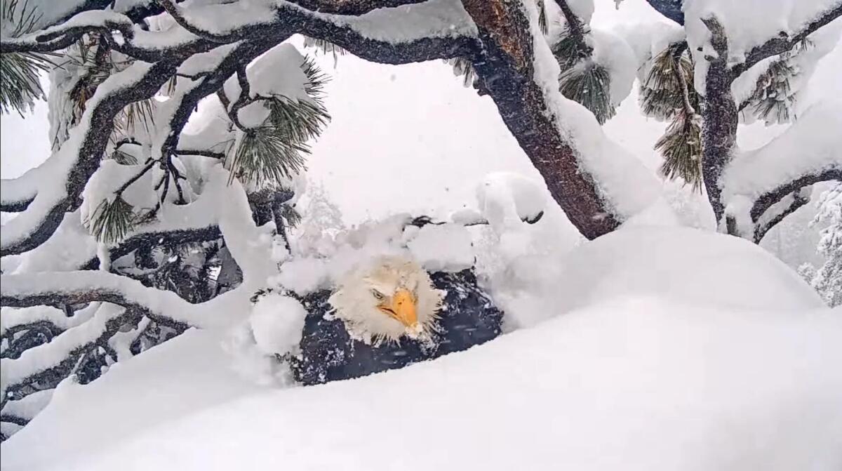 Jackie se débarrasse de la neige après avoir été couverte lors d'une tempête de neige alors qu'elle était assise sur ses œufs.