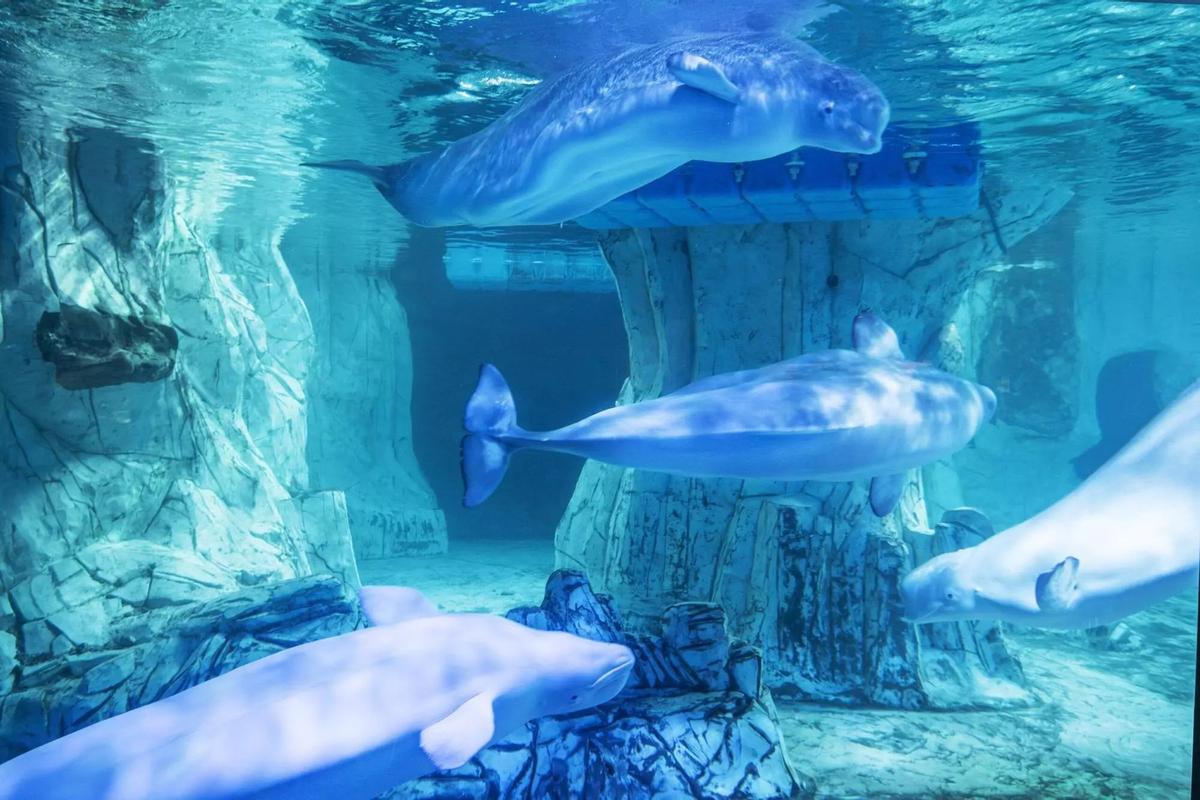 Bélugas dans l'aquarium de l'Oceanogràfic de Valencia