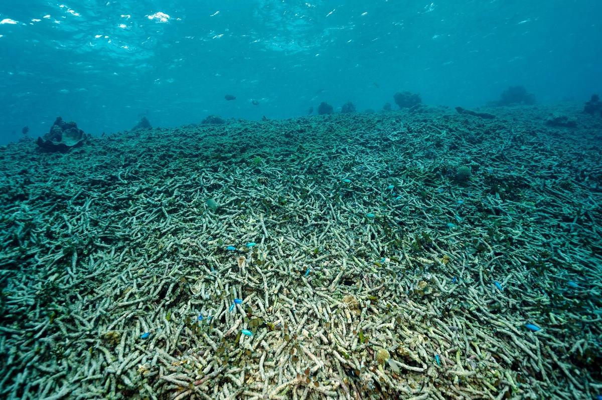 Le chauffage de la mer provoque la mort des coraux