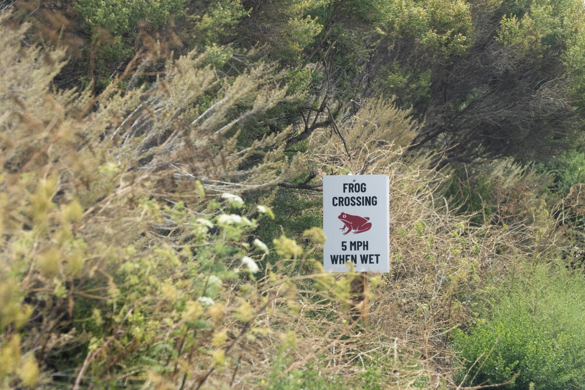 Des panneaux placés le long d'une voie de service avertissent de la présence de la grenouille à pattes rouges de Californie, menacée par le gouvernement fédéral.