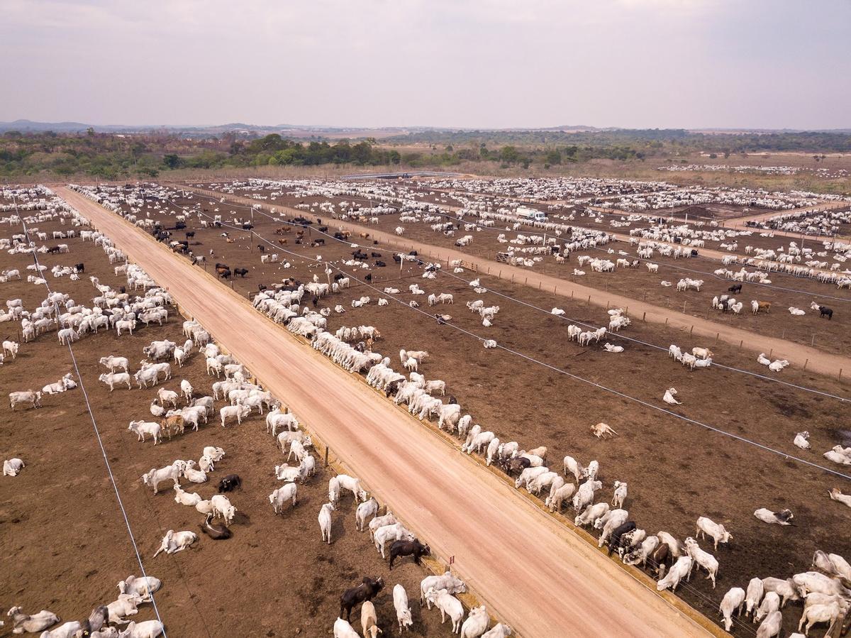 Ganadería industrielle en Amazonie brésilienne