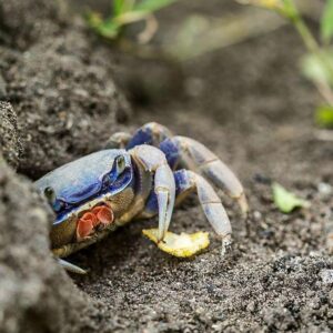 PULPOS ET CANGREJOS AZULES | Lanzamiento maivo de pulpos al mar, la formule italienne pour combattre l'invasion du cangrejo bleu