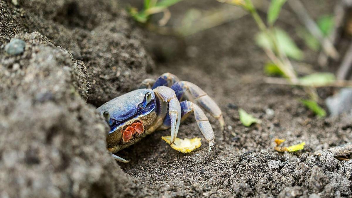 El cangrejo azul, especie invasora, está diezmando los recursos pesqueros en Italia