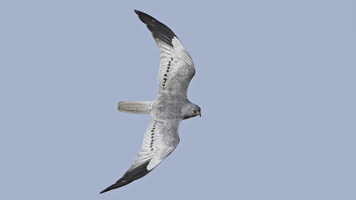 Un aguilucho cenizo en pleno vuelo