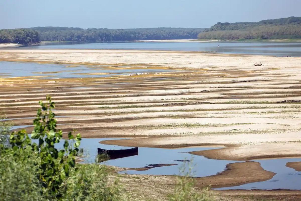 Le Danubio, avec la caudale notablement inférieure à la suite