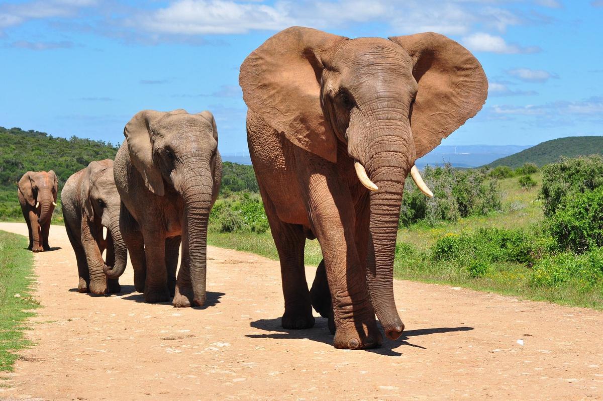 L'éléphant africain se retrouve à un fort déclin