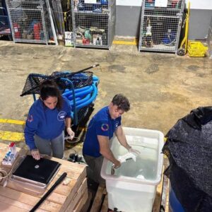 Une « clinique de reproduction assistée » pour les travailleurs de la Méditerranée travaillant en Valence pour sauver les victimes de l'extinction