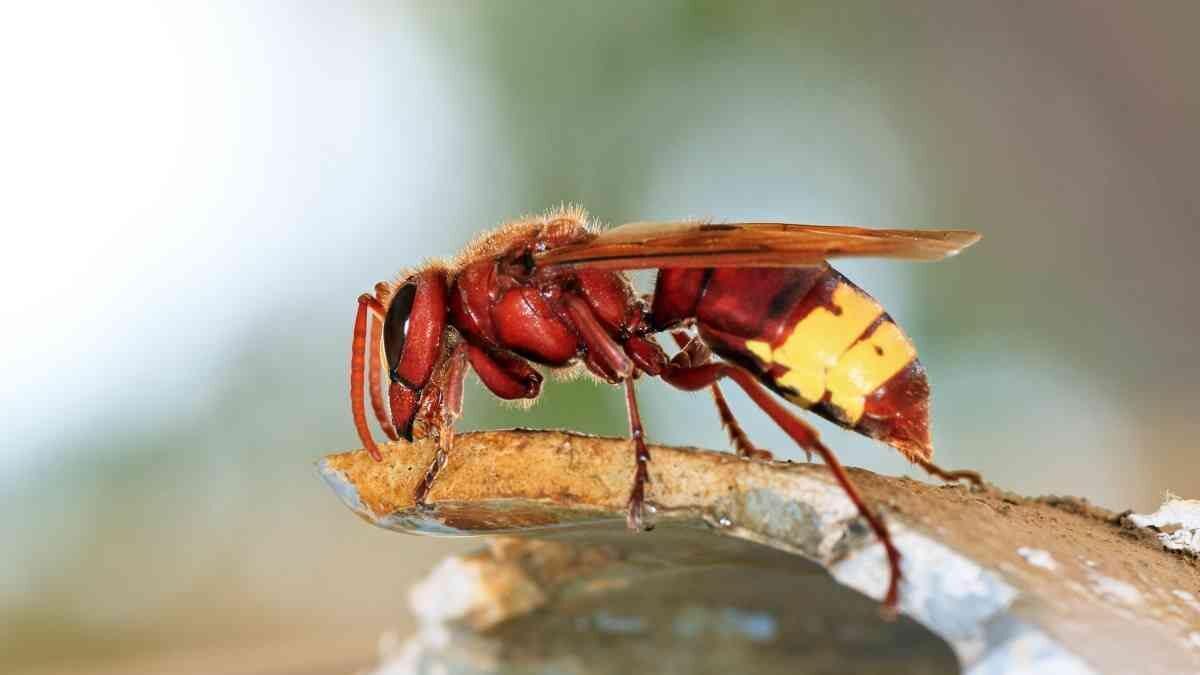 Ejemplar de avispón oriental, que amenaza cada vez más los cultivos y abejas de Andalucía