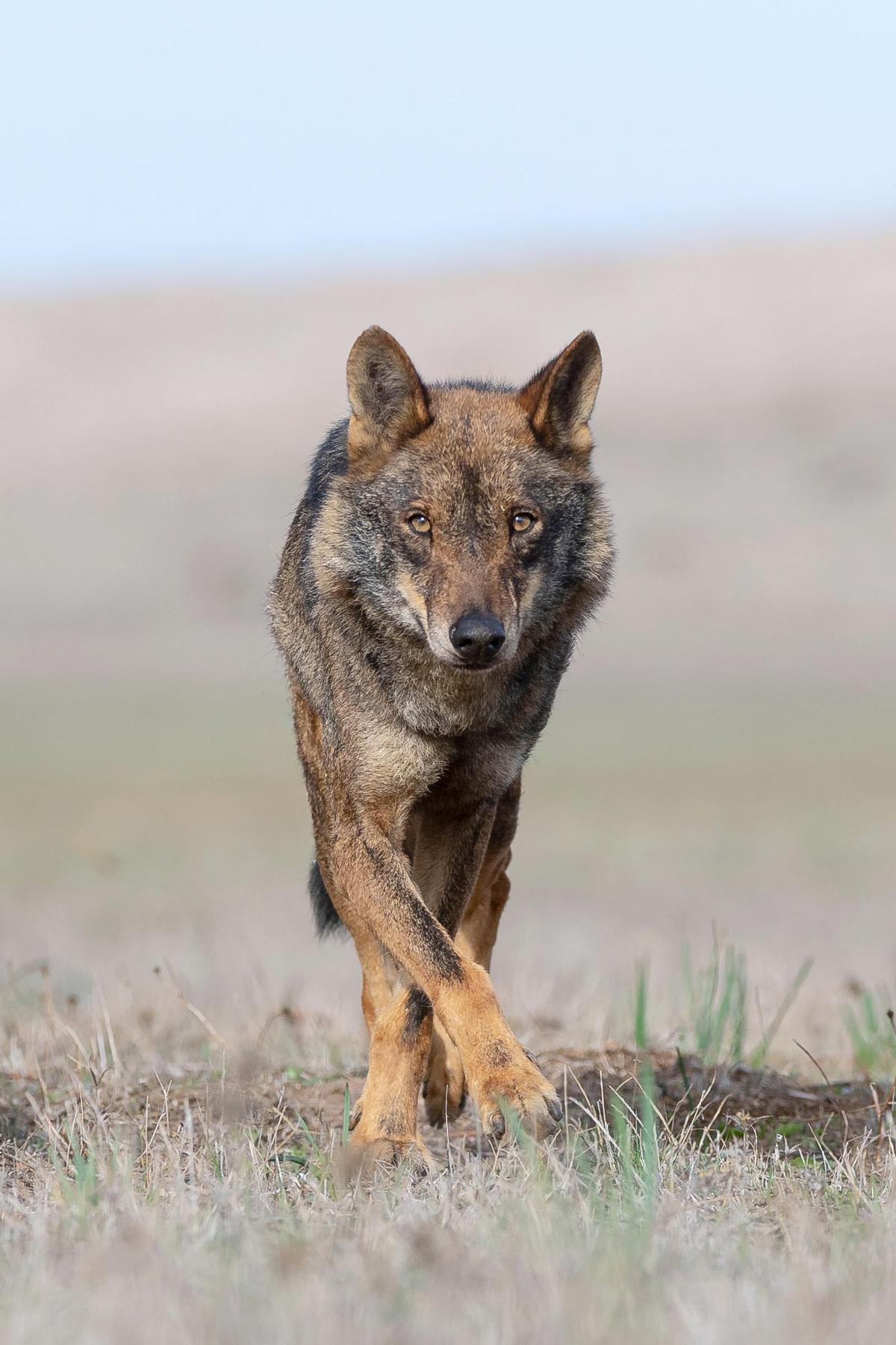 Le loup ibérique reste en contact avec le gouvernement régional avec le ministère, ambassadeur du PSOE