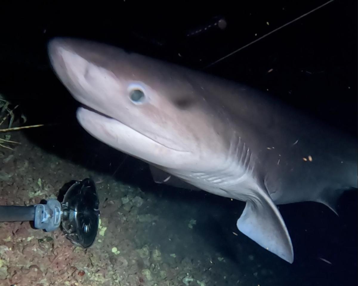 Le tiburón cañabota peut habiter profondément jusqu'à 1.300 mètres.