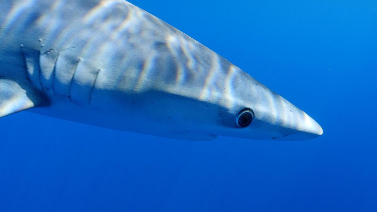 Une photo teintée par les enquêteurs de Shark Med.