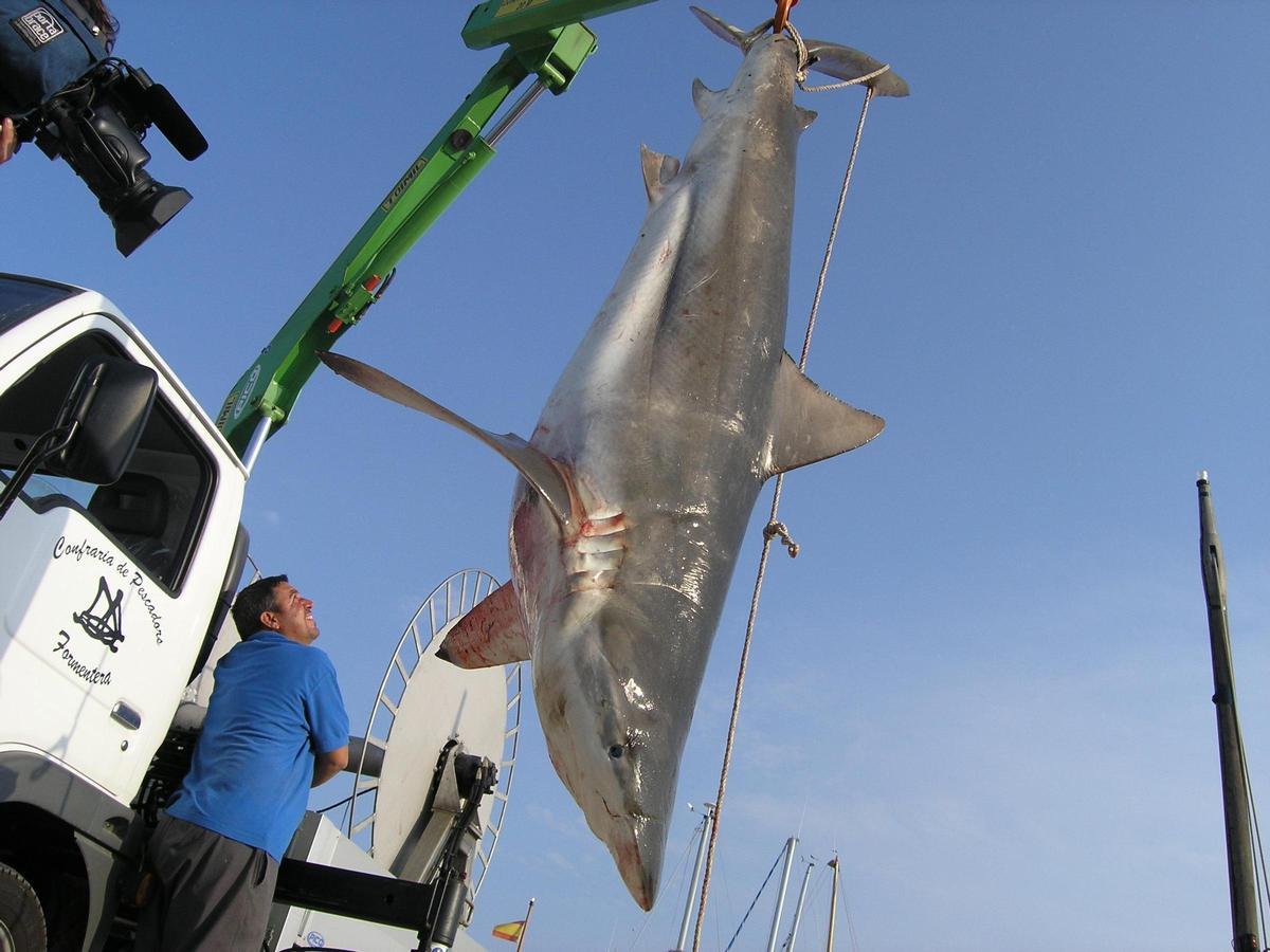 Exemple de tiburón capturé par un pêcheur de la Cofradía de Pescadores de Formentera.