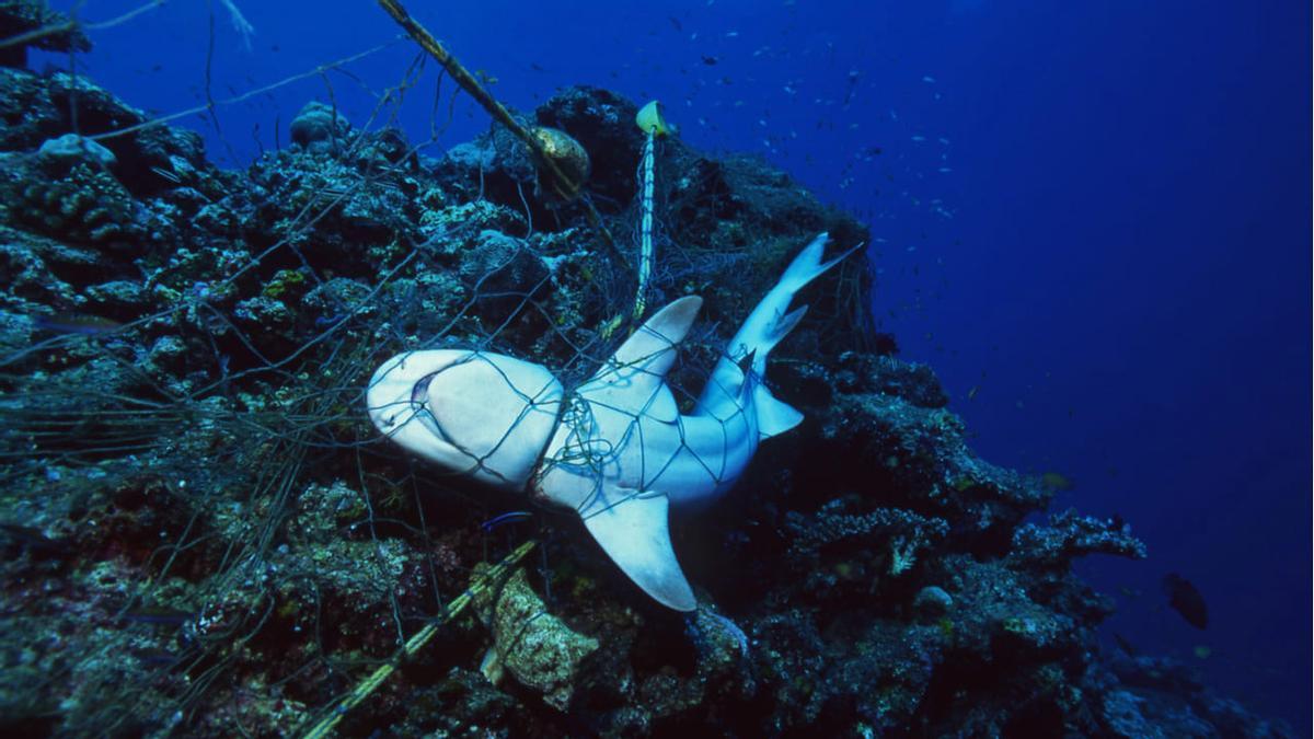 Un tiburón attrapé par un « fantasme » rouge.