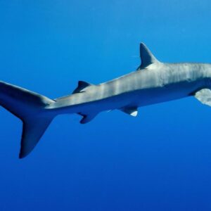 MAR MEDITERRANEO | La Méditerranée est quelque chose sans tiburones : pourquoi votre disparition peut-elle transformer le fond marin en un désert