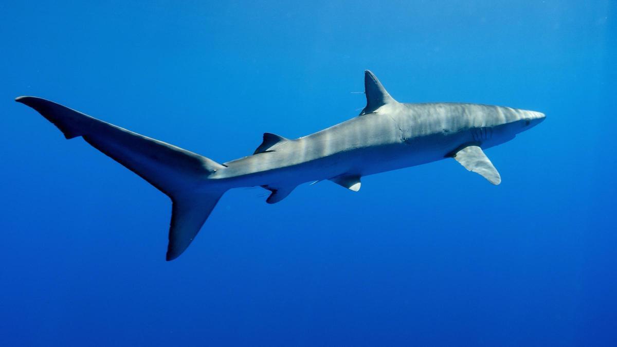 La baja capacidad de reproducción de los tiburones y sus grandes dimensones hacen que sea muy difícil su reintroducción.